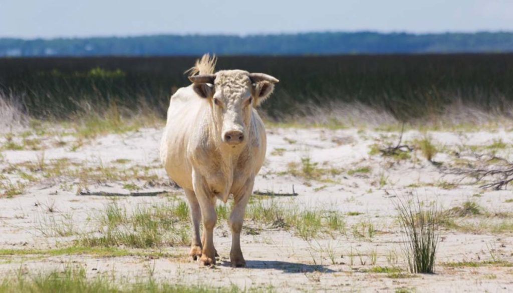 a cow stands at North Carolinas Outer Banks