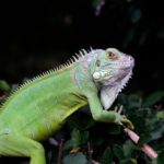 Winter Weather Advisories and Falling Iguanas: What You Need to Know