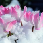 Warm Weather Causing Early Blooming and Insects, and More Weather News
