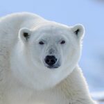Polar Bears Could Disappear by 2100, Climate Study Predicts