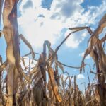Dry, Hot Weather Taking a Toll on Crops