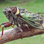 Spring Will Bring Billions of Cicadas to US for First Time in 17 years