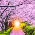 Climate Crisis Sign: Earliest Cherry Blossom Bloom in 1,200 Years in Japan